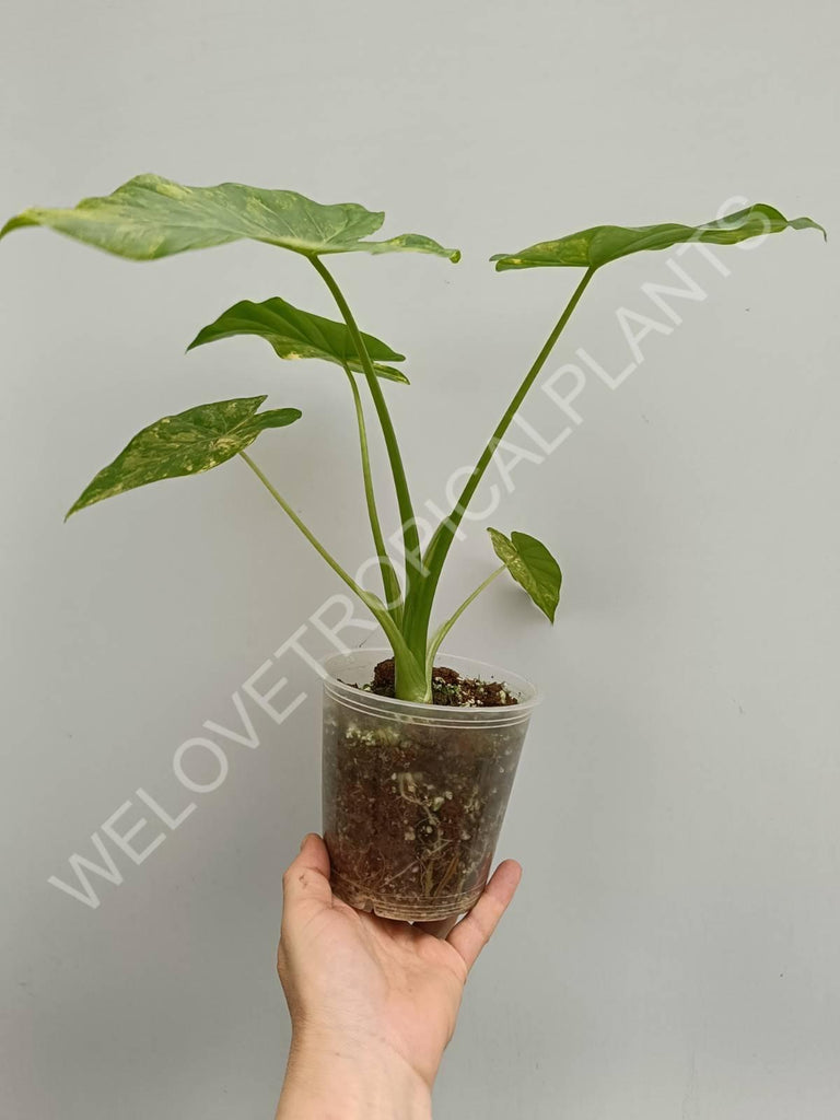 Alocasia odora gageana variegata aurea