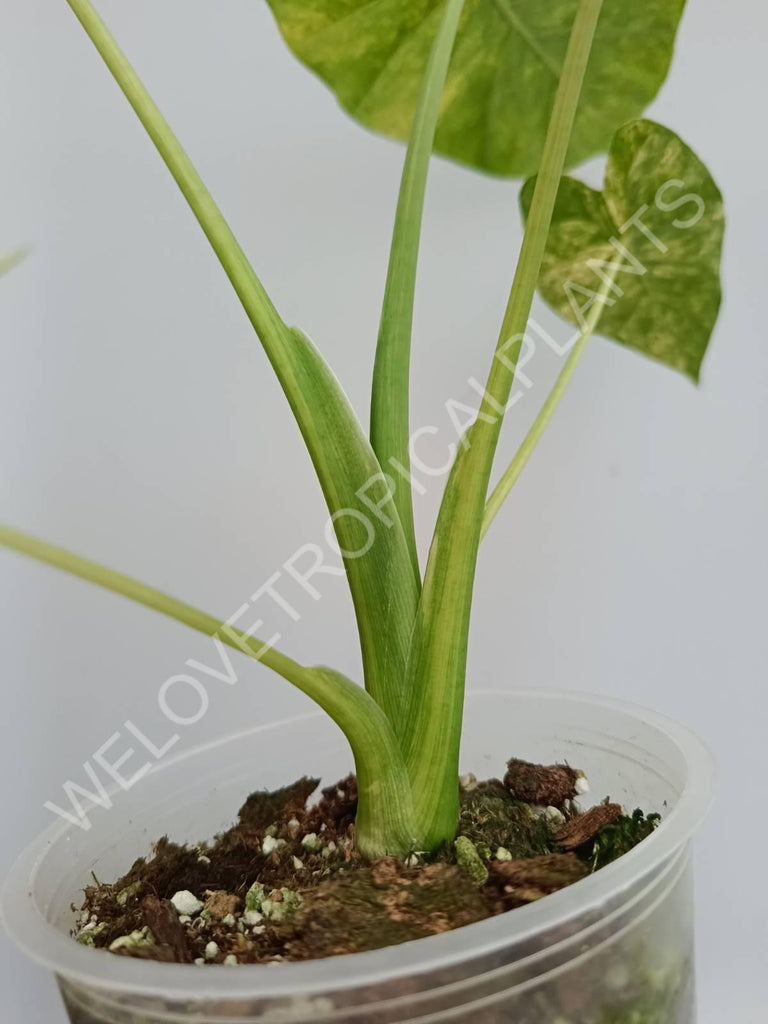 Alocasia odora gageana variegata aurea