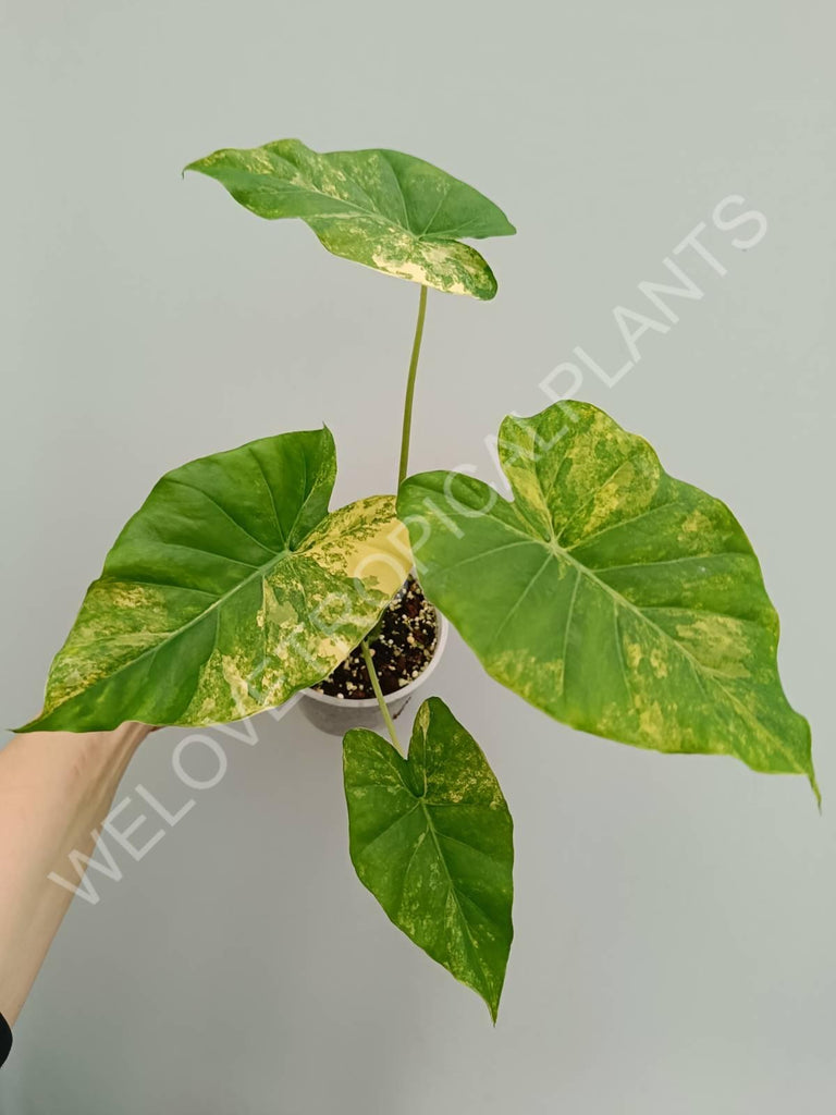 Alocasia odora gageana variegata aurea