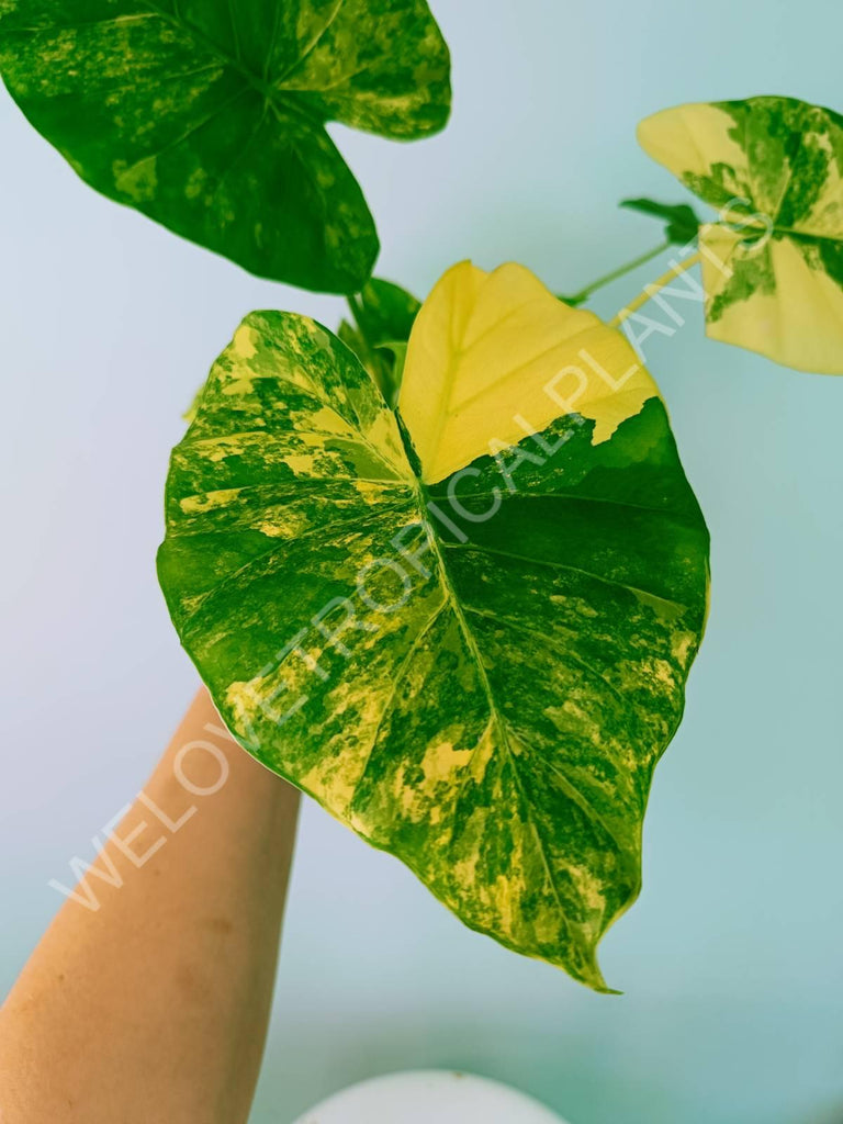 Alocasia odora gageana variegata aurea