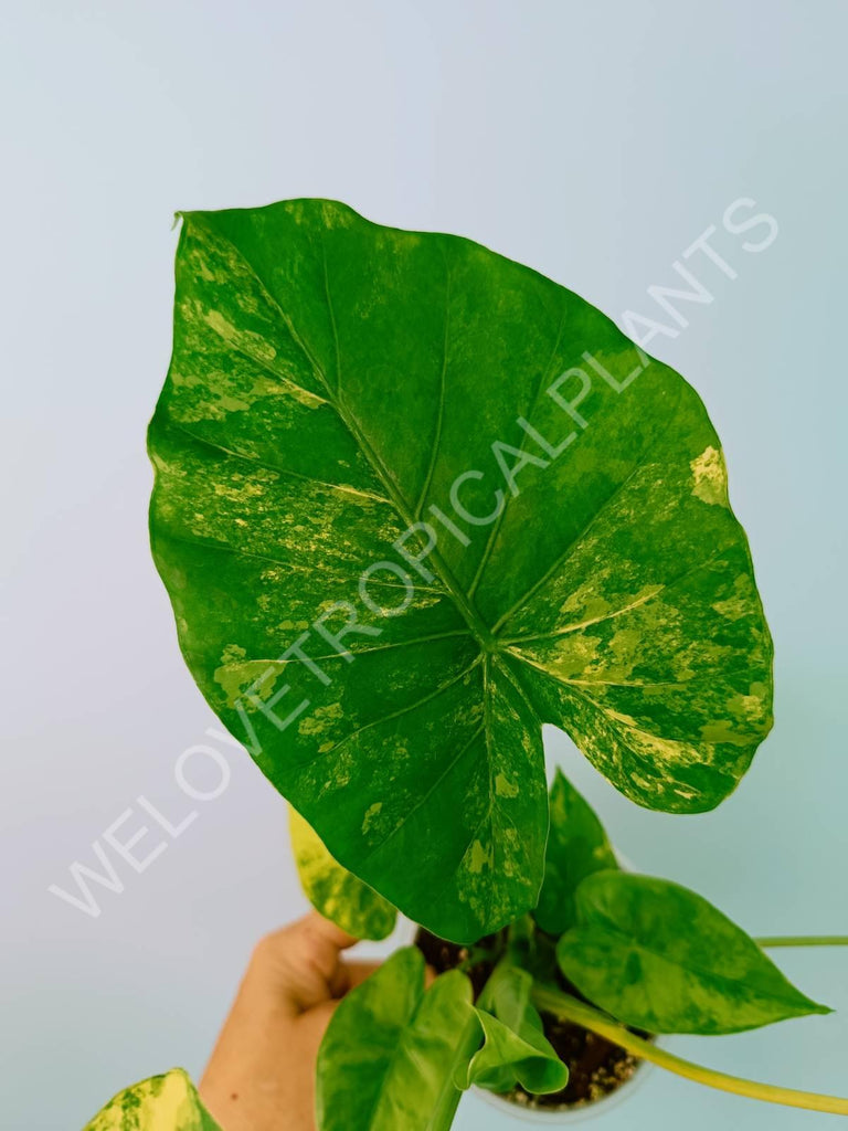 Alocasia odora gageana variegata aurea