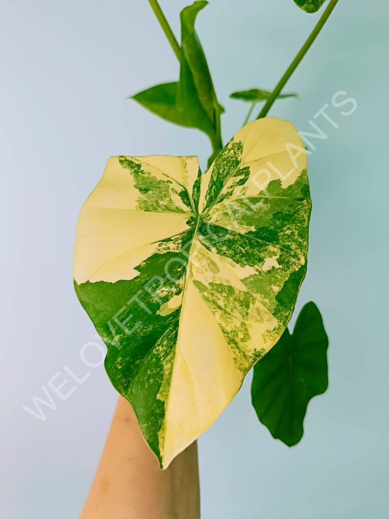 Alocasia odora gageana variegata aurea