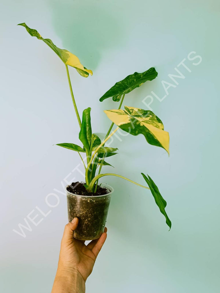 Alocasia odora gageana variegata aurea