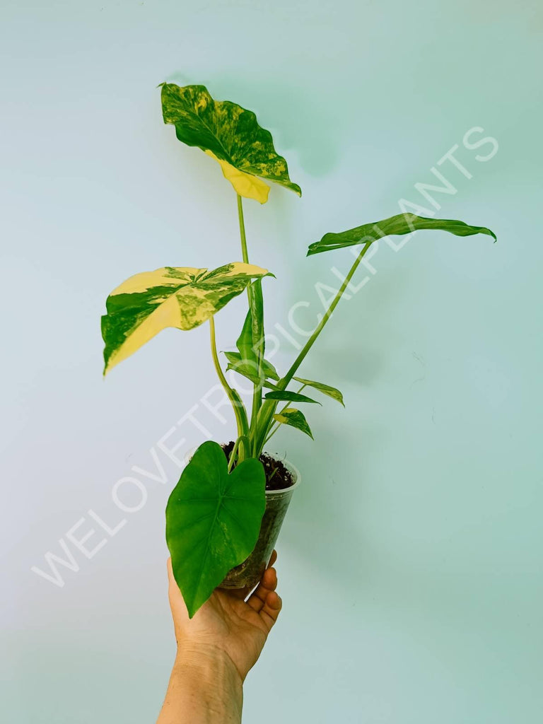 Alocasia odora gageana variegata aurea