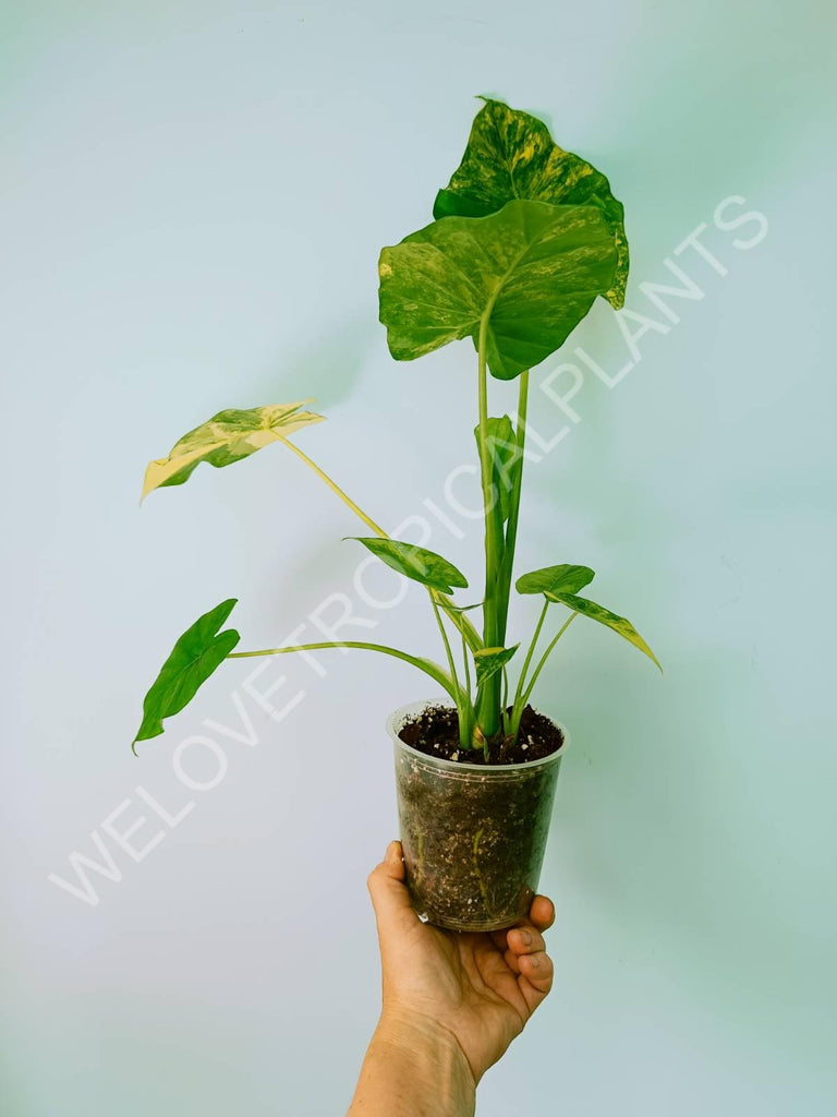 Alocasia odora gageana variegata aurea