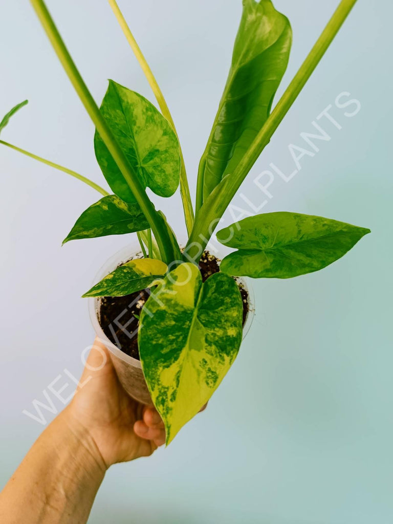 Alocasia odora gageana variegata aurea