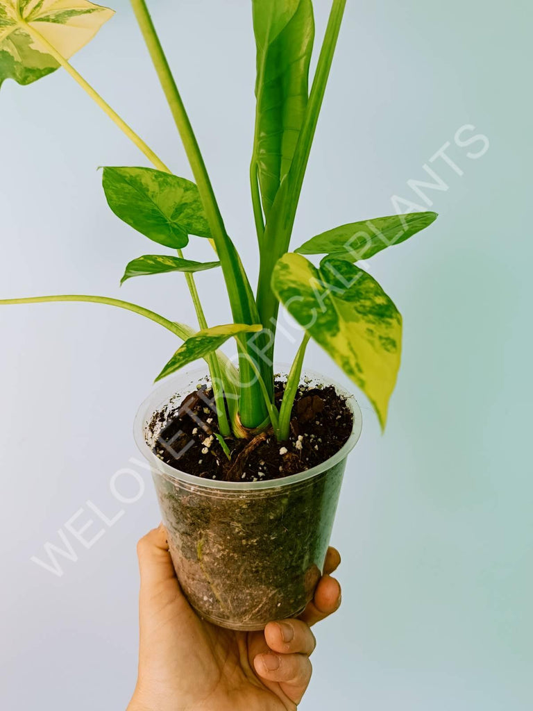 Alocasia odora gageana variegata aurea