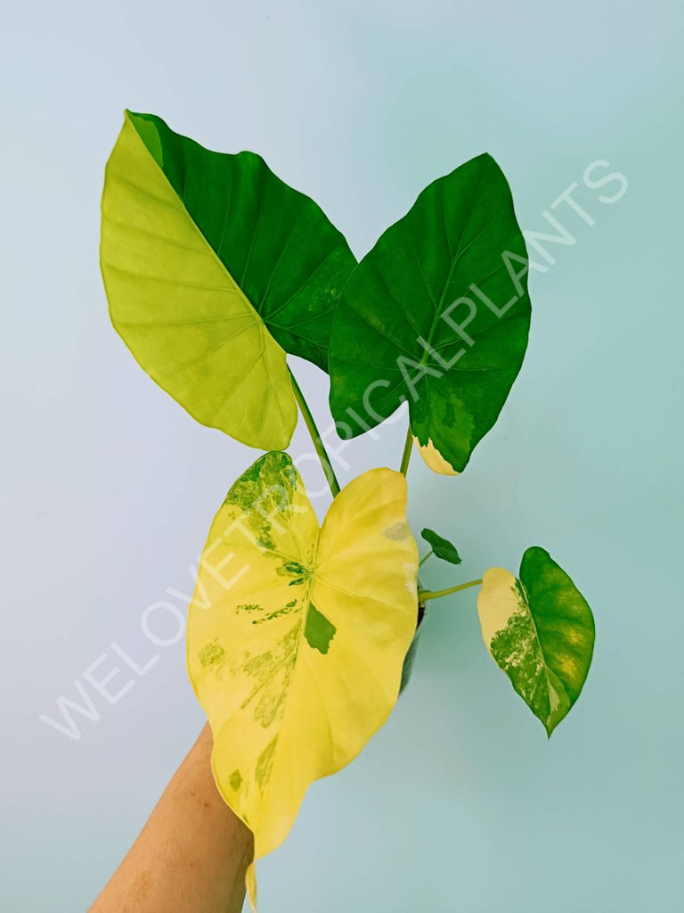 Alocasia odora gageana variegata aurea