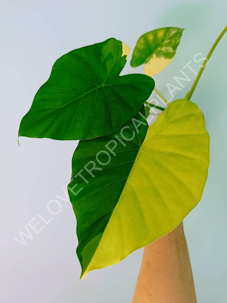 Alocasia odora gageana variegata aurea