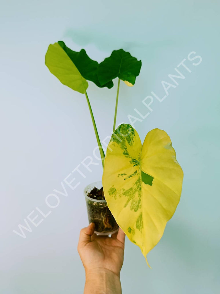 Alocasia odora gageana variegata aurea