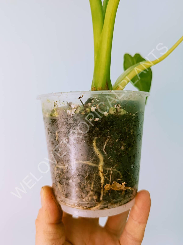 Alocasia odora gageana variegata aurea