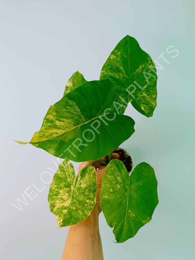 Alocasia odora gageana variegata aurea