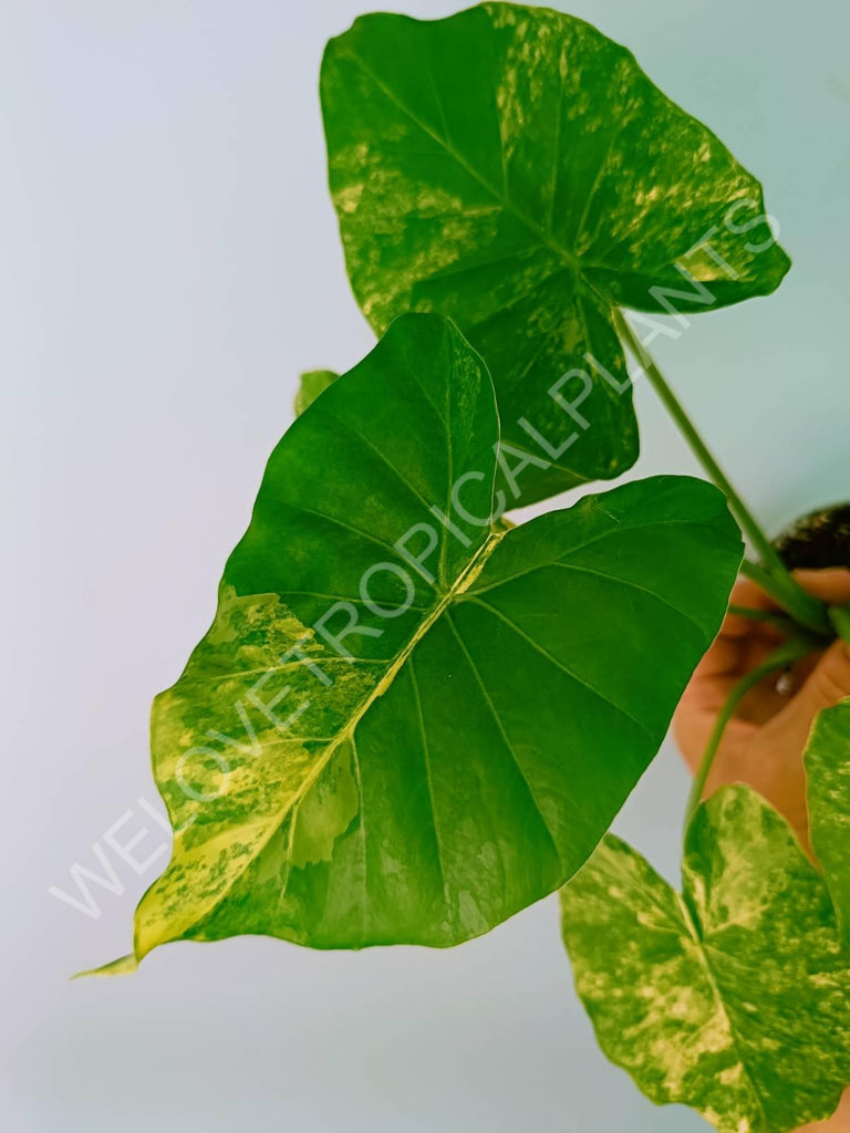 Alocasia odora gageana variegata aurea