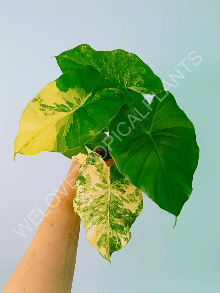 Alocasia odora gageana variegata aurea