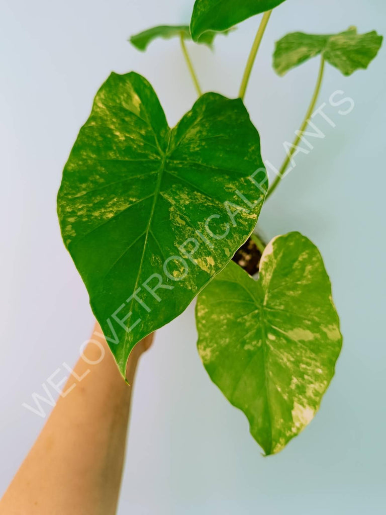 Alocasia odora gageana variegata aurea