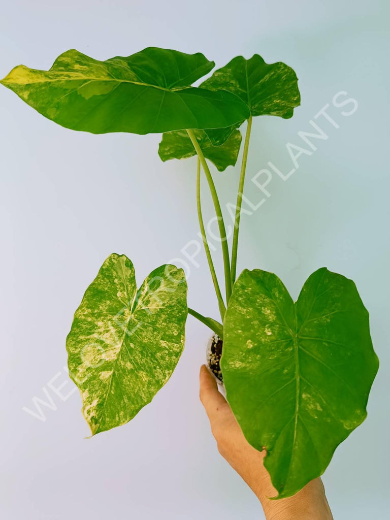 Alocasia odora gageana variegata aurea