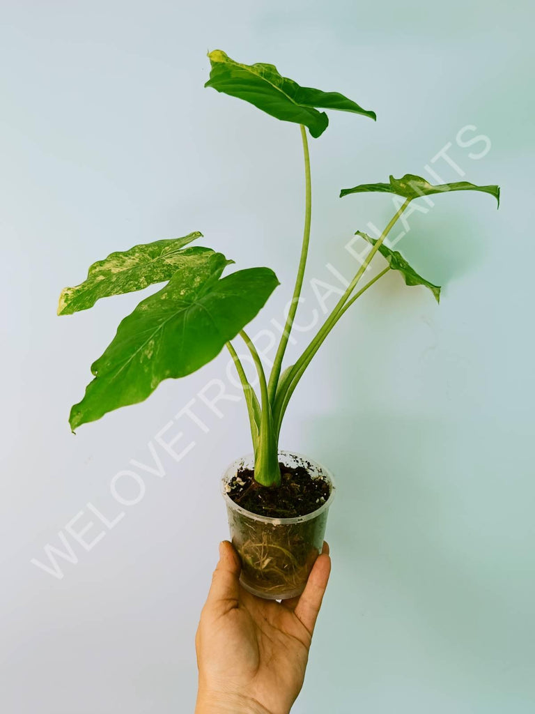 Alocasia odora gageana variegata aurea