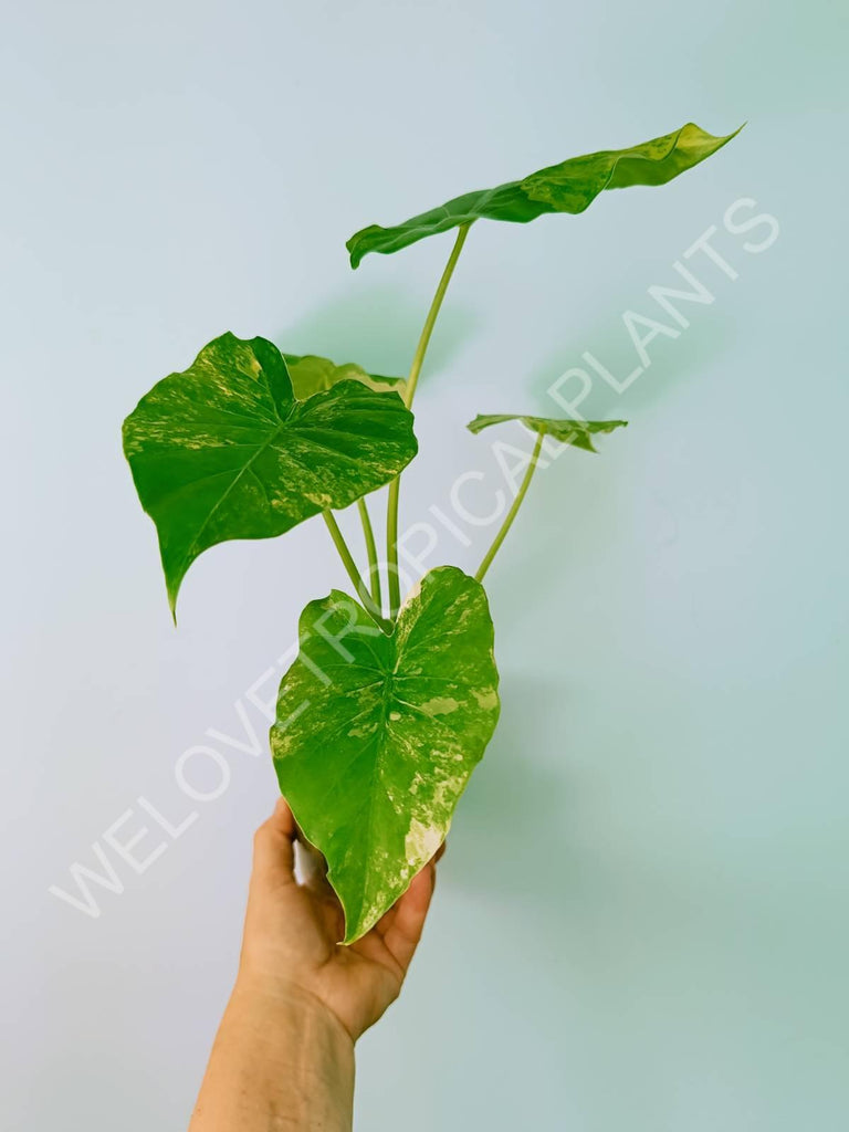 Alocasia odora gageana variegata aurea