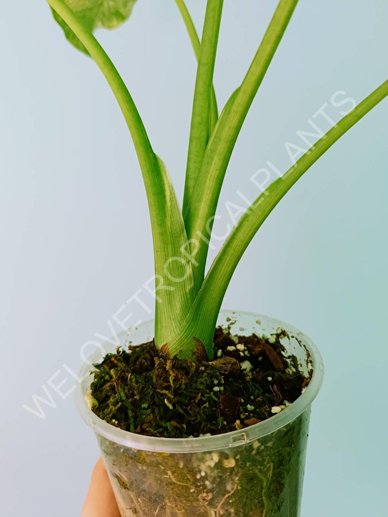 Alocasia odora gageana variegata aurea