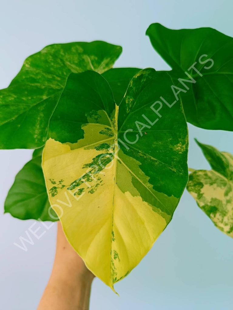 Alocasia odora gageana variegata aurea