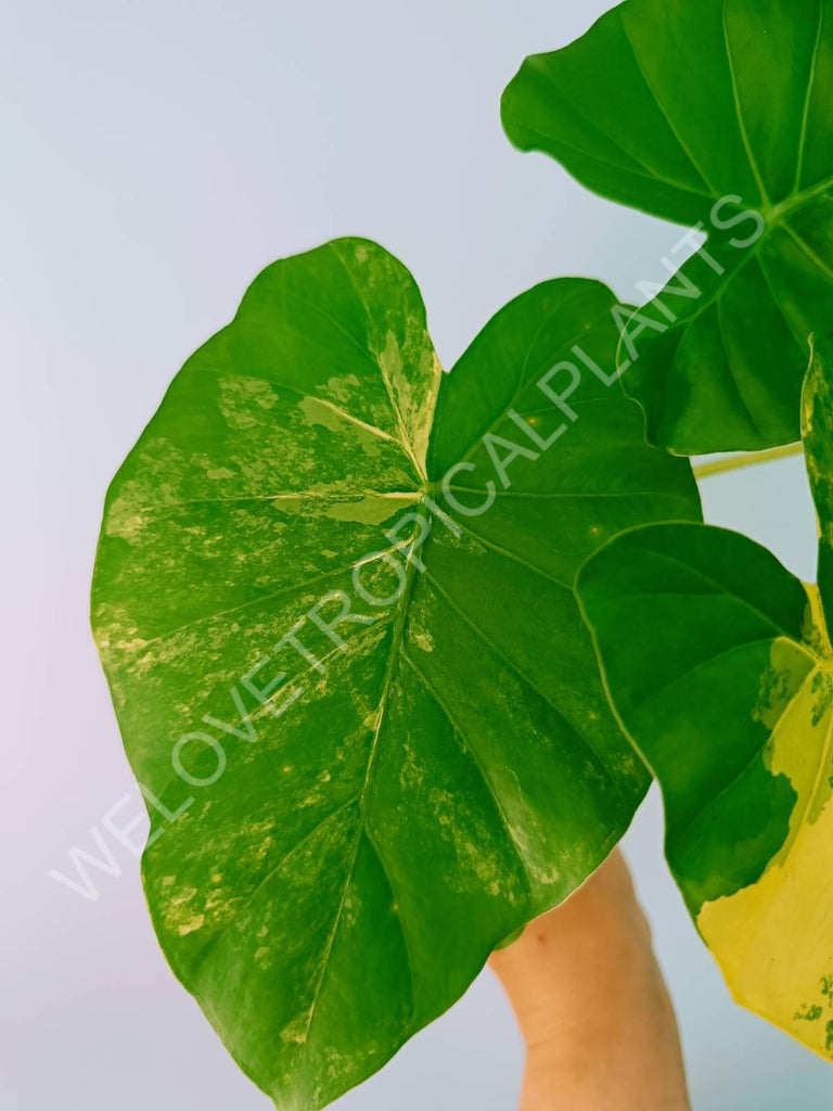 Alocasia odora gageana variegata aurea