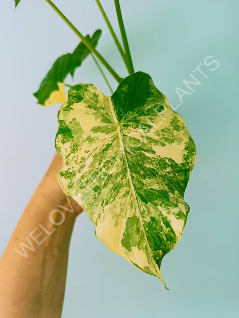 Alocasia odora gageana variegata aurea