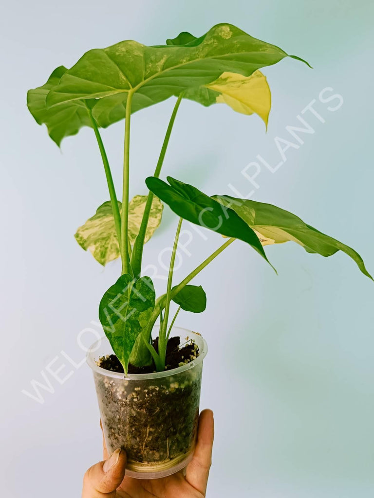 Alocasia odora gageana variegata aurea