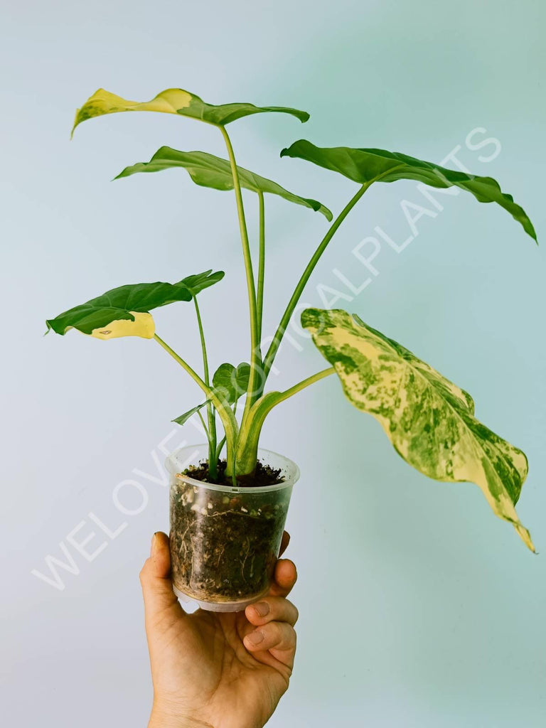 Alocasia odora gageana variegata aurea