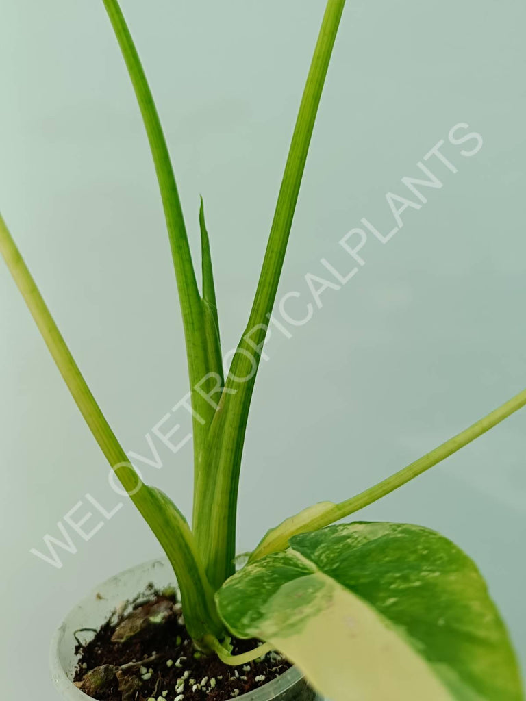 Alocasia odora gageana variegata aurea