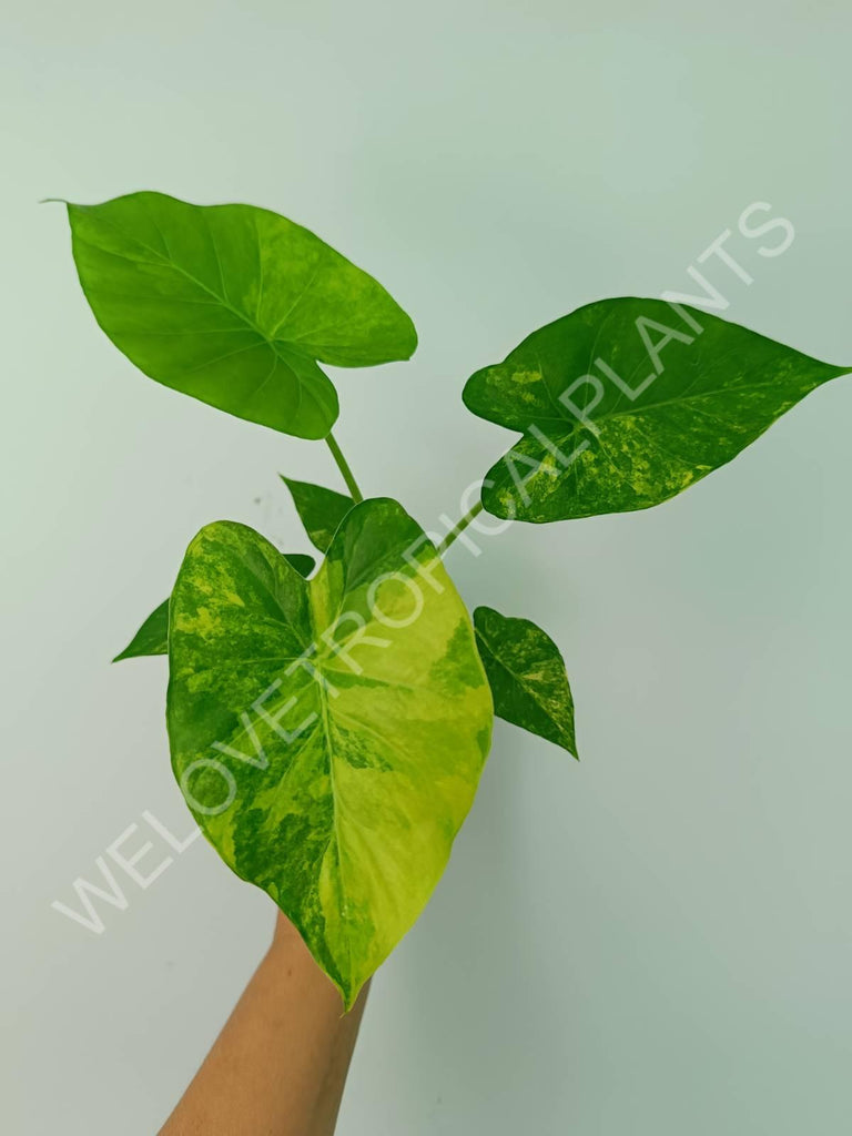 Alocasia odora gageana variegata aurea