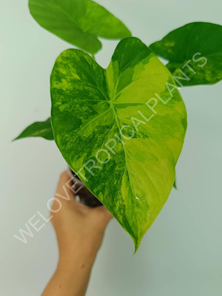 Alocasia odora gageana variegata aurea