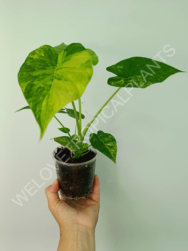 Alocasia odora gageana variegata aurea