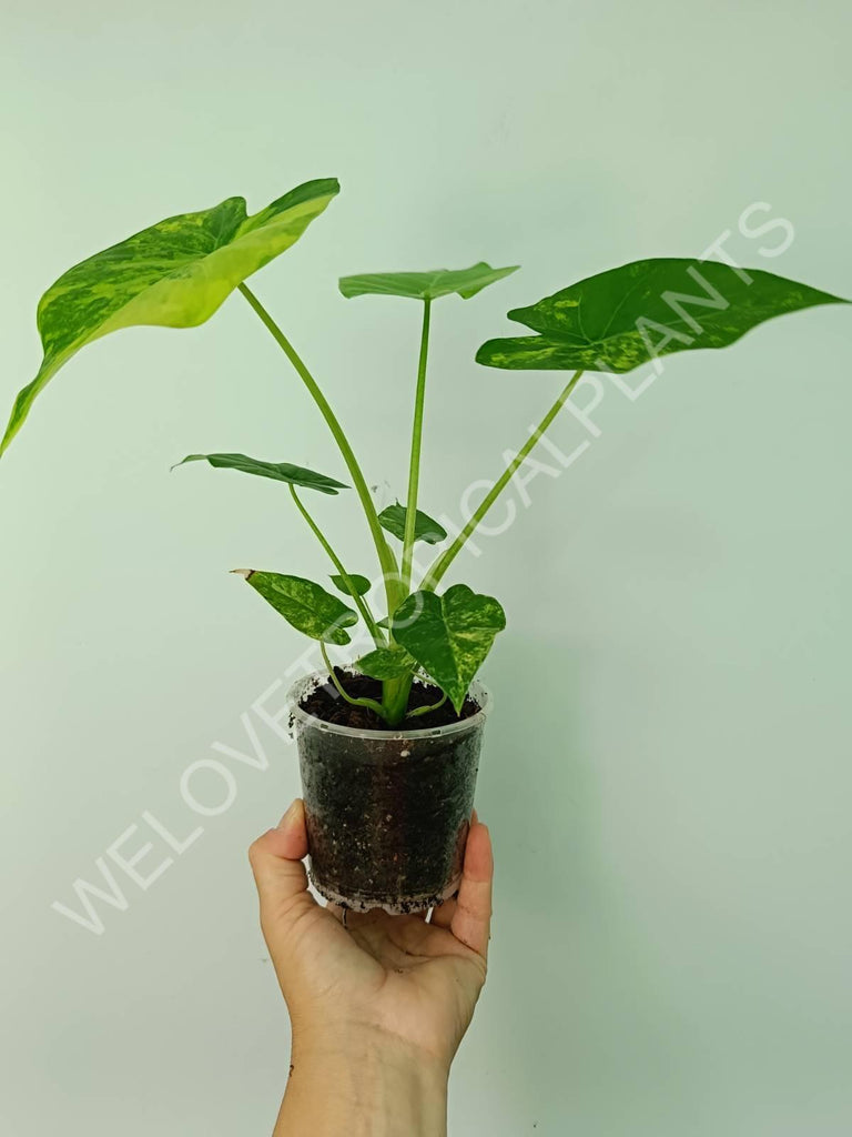 Alocasia odora gageana variegata aurea