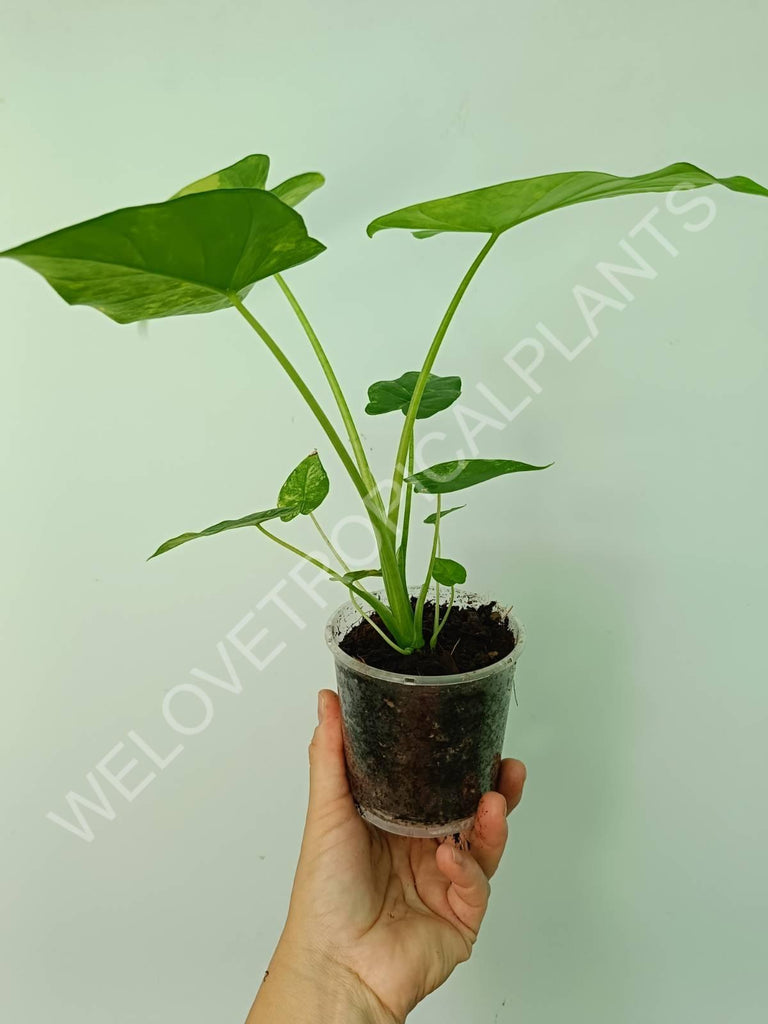 Alocasia odora gageana variegata aurea