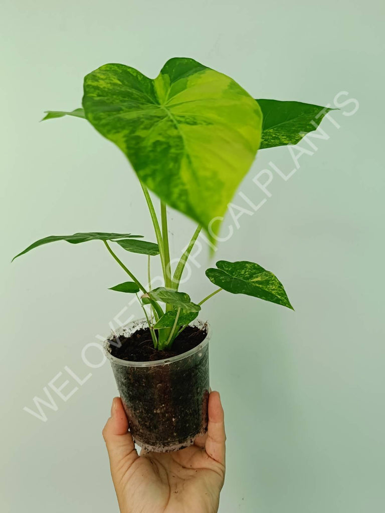 Alocasia odora gageana variegata aurea