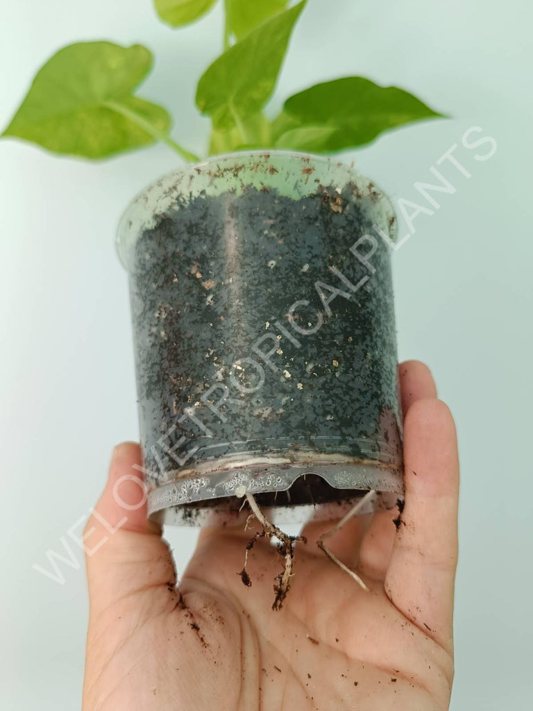 Alocasia odora gageana variegata aurea