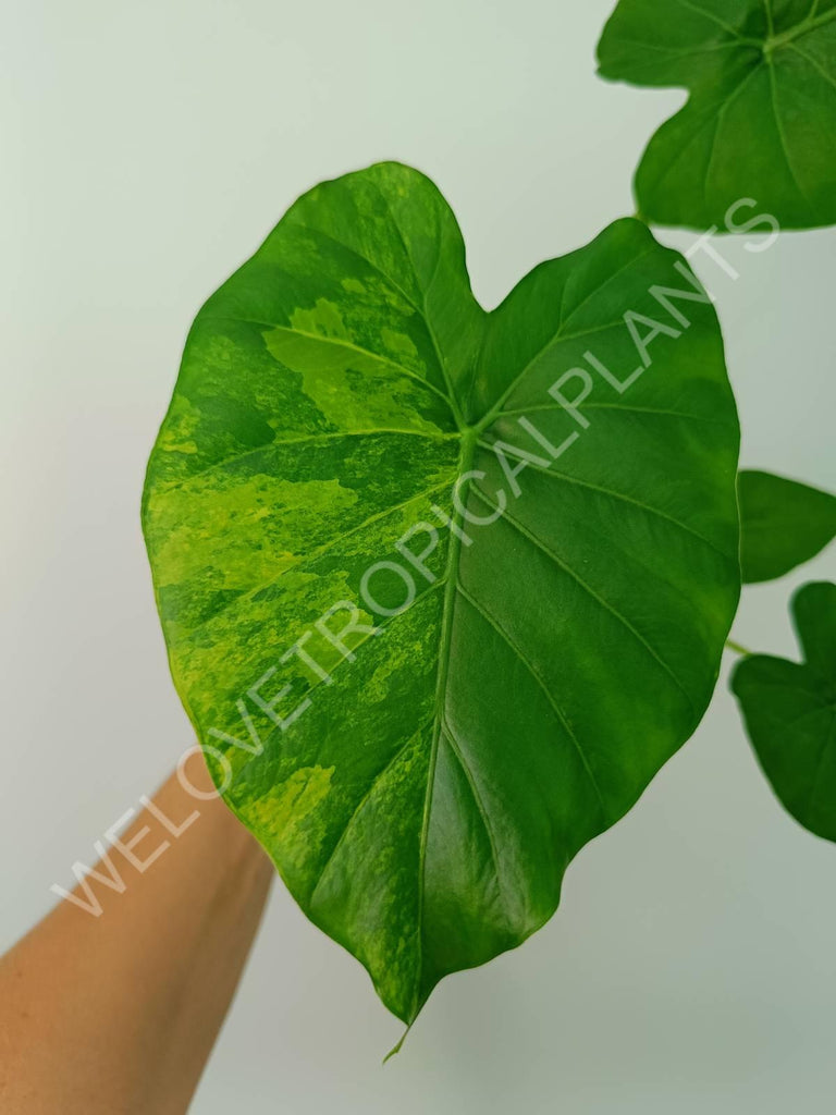 Alocasia odora gageana variegata aurea