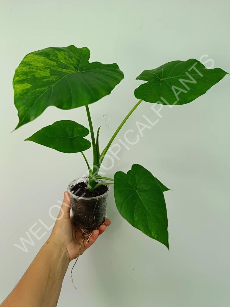 Alocasia odora gageana variegata aurea