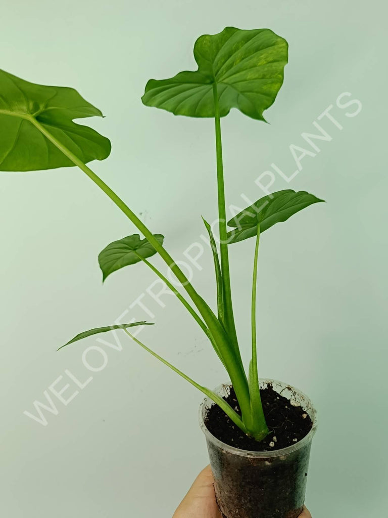 Alocasia odora gageana variegata aurea