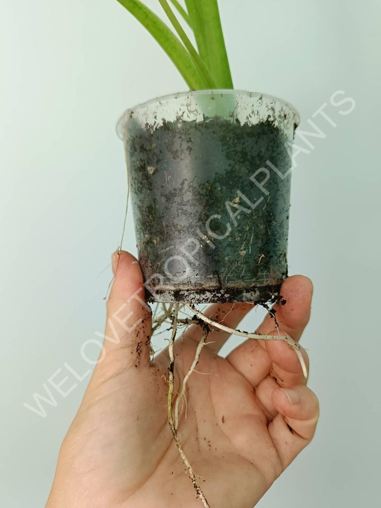 Alocasia odora gageana variegata aurea