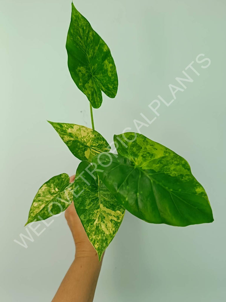 Alocasia odora gageana variegata aurea