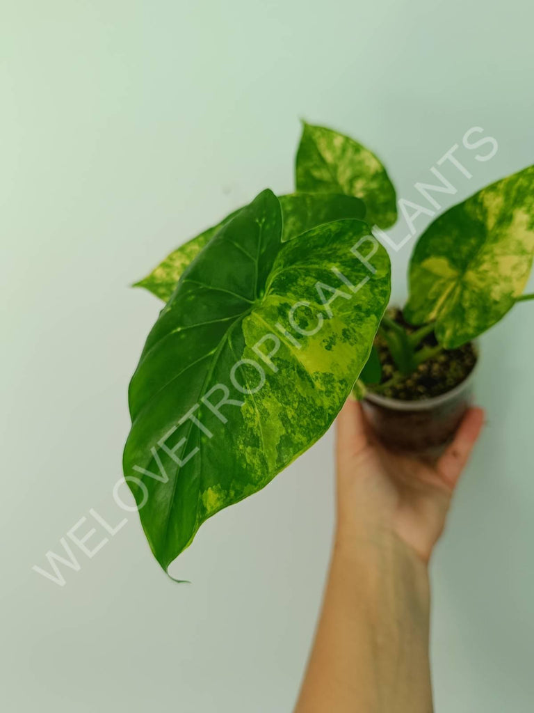 Alocasia odora gageana variegata aurea