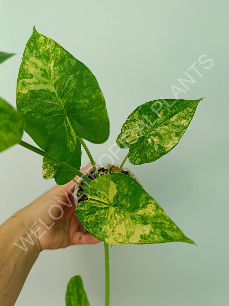 Alocasia odora gageana variegata aurea