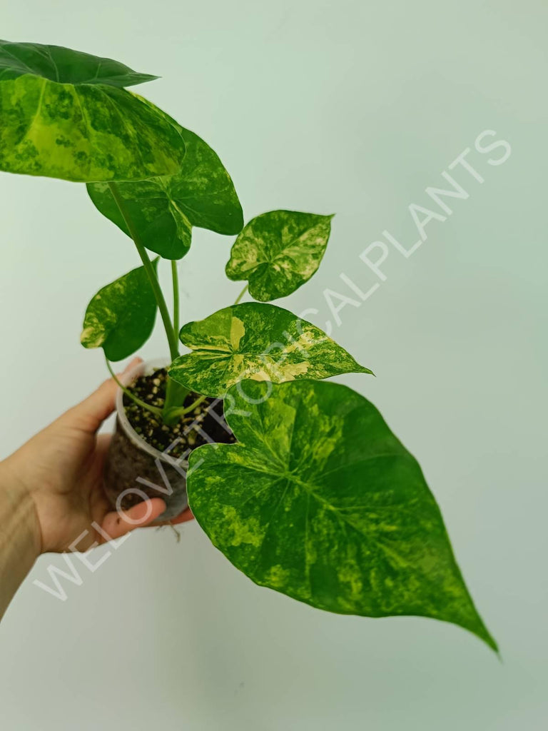 Alocasia odora gageana variegata aurea