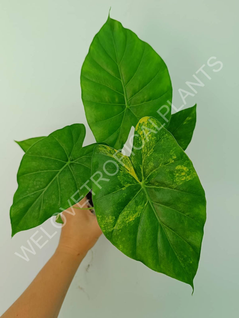 Alocasia odora gageana variegata aurea