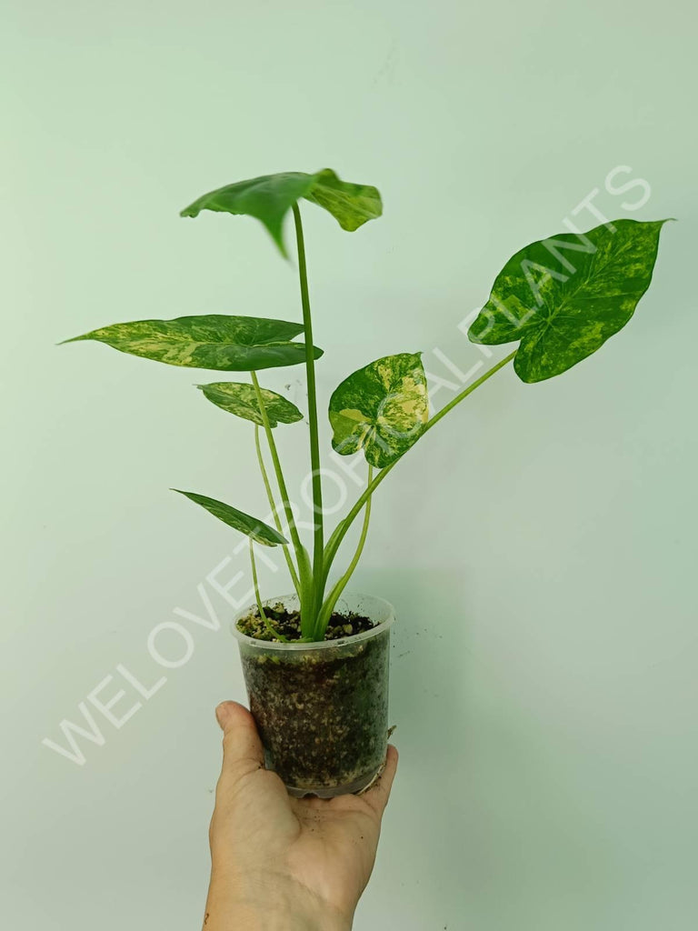 Alocasia odora gageana variegata aurea