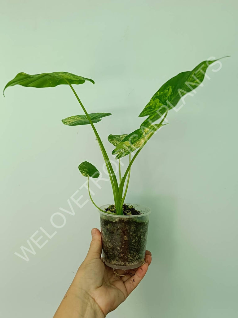 Alocasia odora gageana variegata aurea