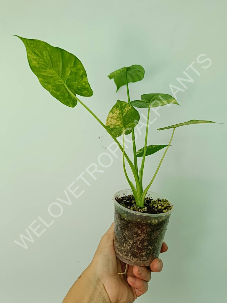 Alocasia odora gageana variegata aurea