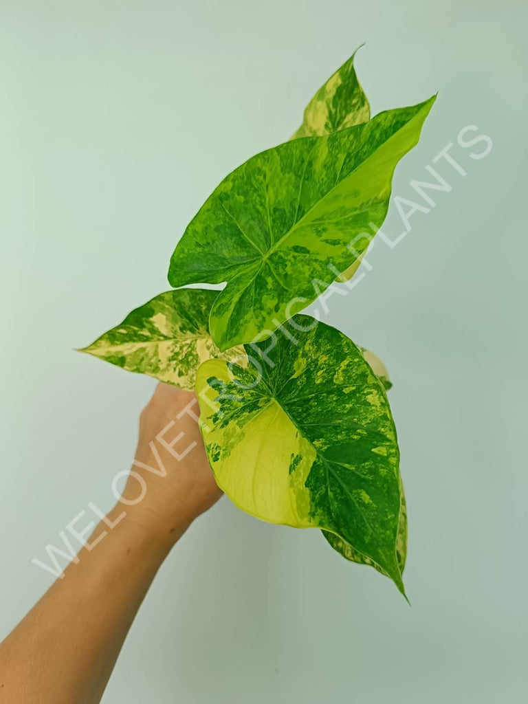 Alocasia odora gageana variegata aurea