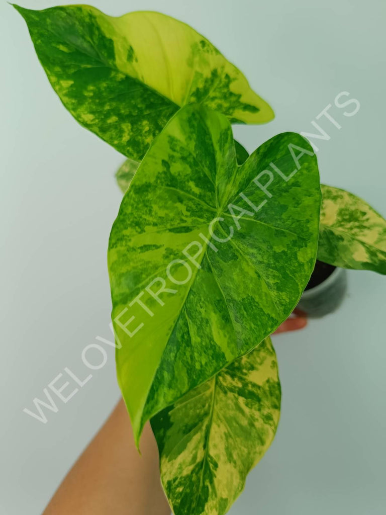 Alocasia odora gageana variegata aurea